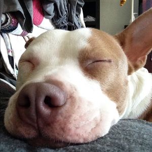 Meet your Posher, Shea